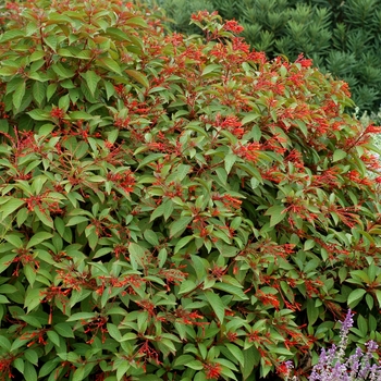 Hamelia patens - Scarlet Bush Hamelia patens - Scarlet Bush
