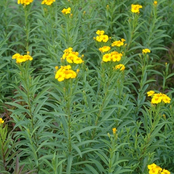 Tagetes lucida - Mexican Mint Marigold Tagetes lucida - Mexican Mint Marigold