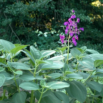 Tibouchina grandifolia - Large Leaf Princess Flower Tibouchina grandifolia - Large Leaf Princess Flower