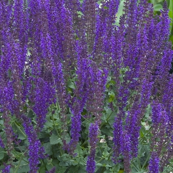 Salvia x sylvestris - 'May Night' Meadow Sage Salvia x sylvestris - 'May Night' Meadow Sage