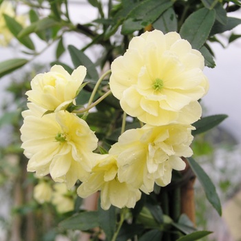 Rosa banksiae - Lady Banks Rose Rosa banksiae - Lady Banks Rose