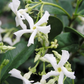 Trachelospermum jasminoides - Star Jasmine Trachelospermum jasminoides - Star Jasmine