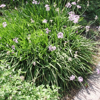 Tulbaghia violacea - Society Garlic Tulbaghia violacea - Society Garlic