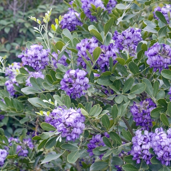 Sophora secundiflora COPY - Texas Mountain Laurel Sophora secundiflora COPY - Texas Mountain Laurel