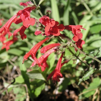 Salvia roemeriana - Cedar Sage Salvia roemeriana - Cedar Sage