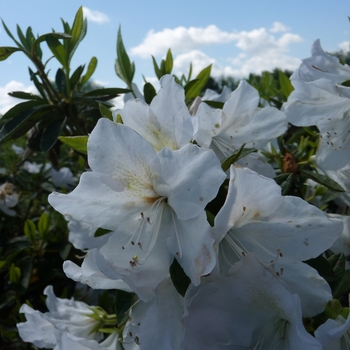 Rhododendron - 'Mrs. G.G. Gerbing' Azalea Rhododendron - 'Mrs. G.G. Gerbing' Azalea