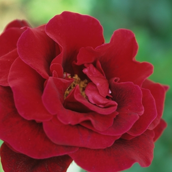 Rosa - 'Don Juan' Rose Rosa - 'Don Juan' Rose