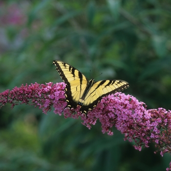 Buddleia - 'Pink Delight' Butterfly Bush Buddleia - 'Pink Delight' Butterfly Bush