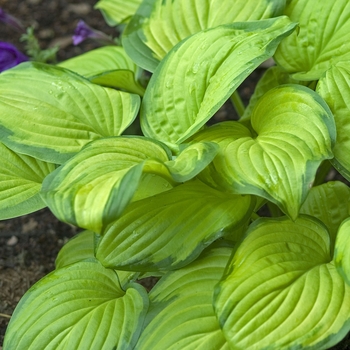 Hosta - 'Stained Glass' Hosta, Plantain Lily Hosta - 'Stained Glass' Hosta, Plantain Lily
