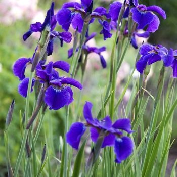 Iris sibirica - 'Caesar's Brother' Siberian Iris Iris sibirica - 'Caesar's Brother' Siberian Iris