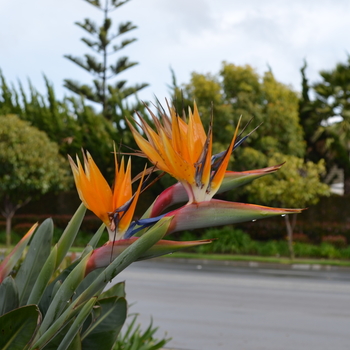 Strelitzia reginae - Bird of Paradise Strelitzia reginae - Bird of Paradise