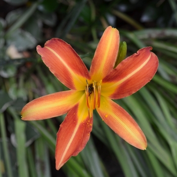 Hemerocallis - 'Autumn Red' Daylily Hemerocallis - 'Autumn Red' Daylily