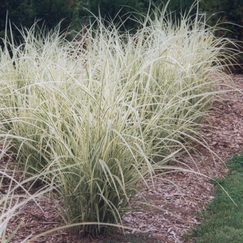 Miscanthus sinensis - 'Variegatus' Maiden Grass Miscanthus sinensis - 'Variegatus' Maiden Grass