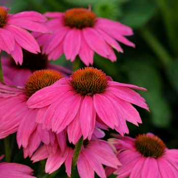 Echinacea purpurea - 'PowWow Wild Berry' Coneflower Echinacea purpurea - 'PowWow Wild Berry' Coneflower