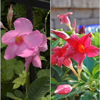 Mandevilla sanderi - 'Multiple Varieties' Mandevilla sanderi - 'Multiple Varieties'