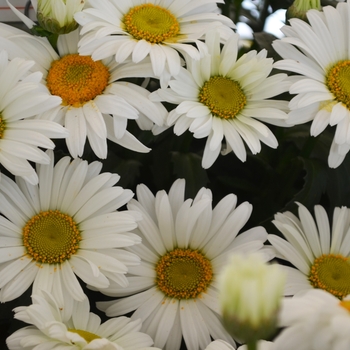 Leucanthemum maximum (Daisy) - Sweet Daisy 'Christine' Leucanthemum maximum (Daisy) - Sweet Daisy 'Christine'