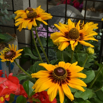 Rudbeckia hirta - 'Denver Daisy™' Black-Eyed Susan Rudbeckia hirta - 'Denver Daisy™' Black-Eyed Susan