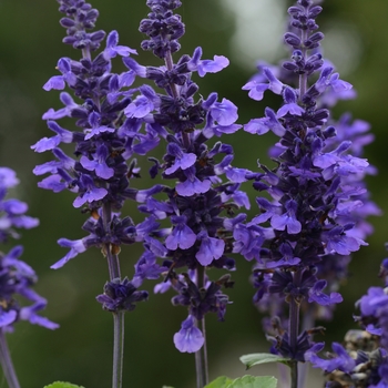 Salvia longispicata x farinacea - 'Mysty' Sage Salvia longispicata x farinacea - 'Mysty' Sage