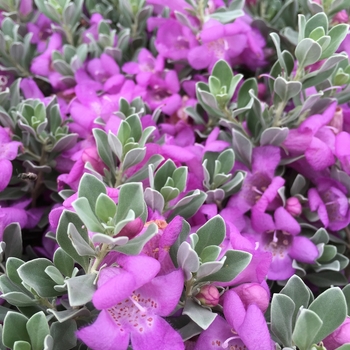 Leucophyllum frutescens - 'Desperado®' Sage Leucophyllum frutescens - 'Desperado®' Sage