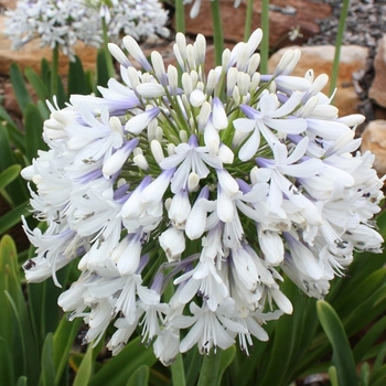 Agapanthus orientalis - 'Queen Mum™' African Lily Agapanthus orientalis - 'Queen Mum™' African Lily