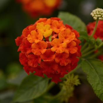 Lantana camara - Lucky™ Red Lantana camara - Lucky™ Red