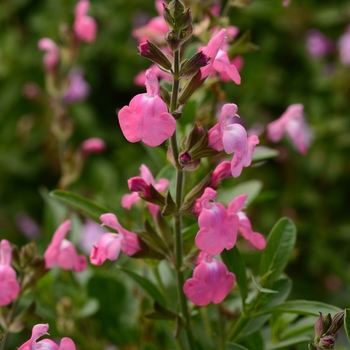 Salvia greggii (Sage) - Mirage™ 'Pink' Salvia greggii (Sage) - Mirage™ 'Pink'