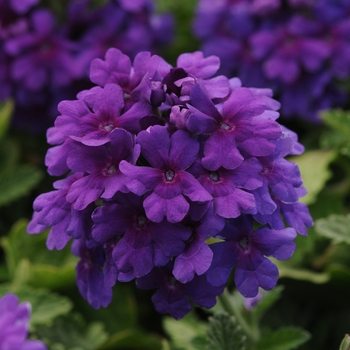 Verbena peruviana - EnduraScape™ Dark Purple Verbena peruviana - EnduraScape™ Dark Purple