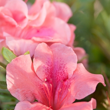 Rhododendron (Azalea) - Encore® 'Autumn Coral®' Rhododendron (Azalea) - Encore® 'Autumn Coral®'