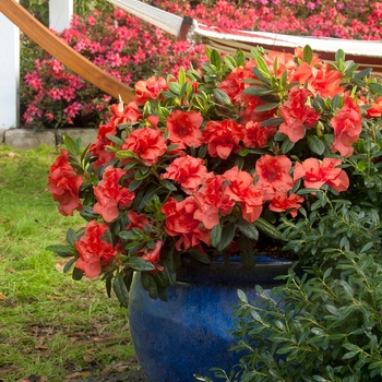 Rhododendron (Azalea) - Encore® 'Autumn Embers™' Rhododendron (Azalea) - Encore® 'Autumn Embers™'