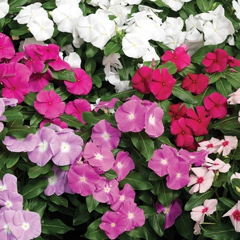 Catharanthus roseus (Vinca) - Cora® 'Mix' Catharanthus roseus (Vinca) - Cora® 'Mix'