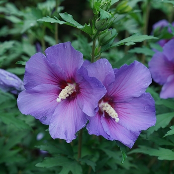 Hibiscus syriacus - Rose of Sharon Hibiscus syriacus - Rose of Sharon
