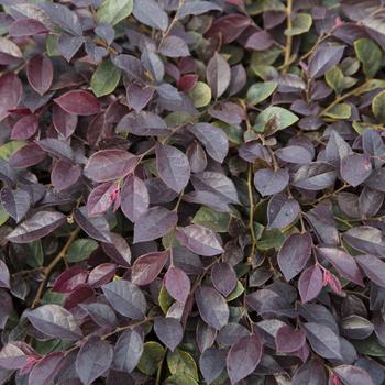 Loropetalum chinense - 'Purple Daydream®' Chinese Fringeflower Loropetalum chinense - 'Purple Daydream®' Chinese Fringeflower