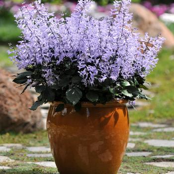 Plectranthus - 'Mona Lavender' Plectranthus - 'Mona Lavender'