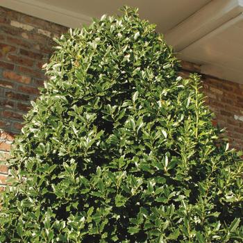 Ilex - 'Oakland™' Holly Ilex - 'Oakland™' Holly