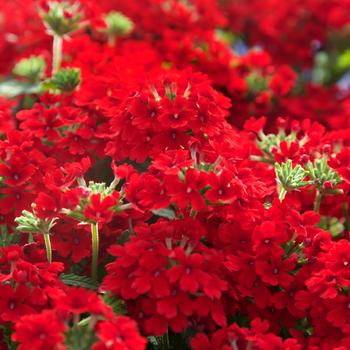 Verbena peruviana - EnduraScape™ Red Verbena peruviana - EnduraScape™ Red