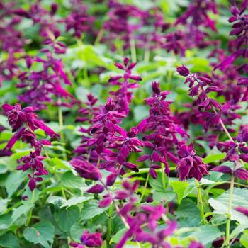 Salvia splendens (Sage) - Saucy™ 'Wine' Salvia splendens (Sage) - Saucy™ 'Wine'