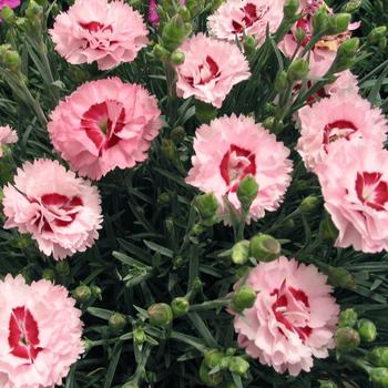Dianthus (Pinks) - Scent First® 'Raspberry Surprise' Dianthus (Pinks) - Scent First® 'Raspberry Surprise'