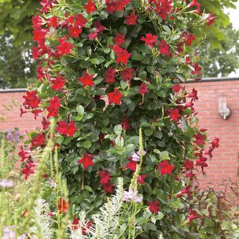 Mandevilla - Sun Parasol® Original 'Dark Red' Mandevilla - Sun Parasol® Original 'Dark Red'