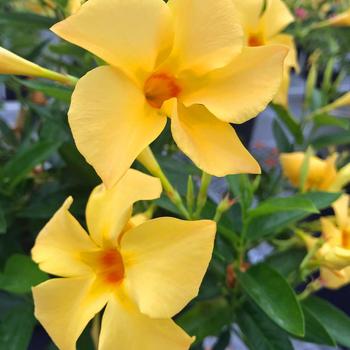 Mandevilla - Sun Parasol® 'Sunbeam' Mandevilla - Sun Parasol® 'Sunbeam'