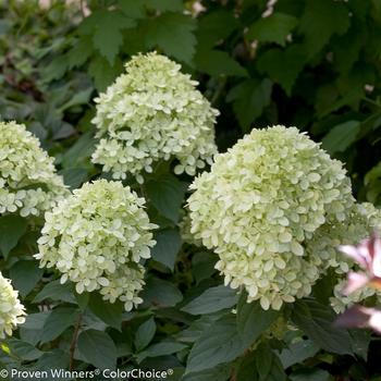 Hydrangea paniculata - 'Little Lime®' Panicle Hydrangea Hydrangea paniculata - 'Little Lime®' Panicle Hydrangea