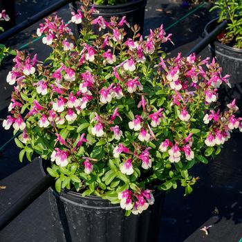 Salvia greggii (Sage) - Mirage™ 'Rose Bicolor' Salvia greggii (Sage) - Mirage™ 'Rose Bicolor'