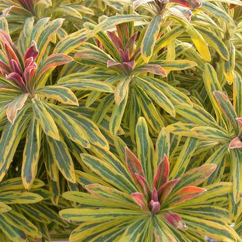 Euphorbia x martinii (Spurge) - Sahara™ 'Ascot Rainbow' Euphorbia x martinii (Spurge) - Sahara™ 'Ascot Rainbow'