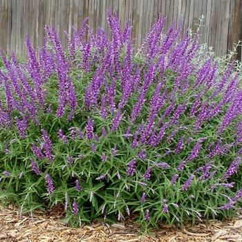 Salvia leucantha - 'Santa Barbara' Mexican Sage Salvia leucantha - 'Santa Barbara' Mexican Sage