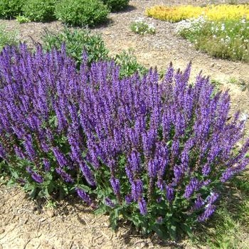 Salvia nemorosa - 'Blue by You' Meadow Sage Salvia nemorosa - 'Blue by You' Meadow Sage