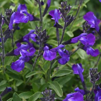 Salvia greggii (Sage) - Mirage™ 'Blue' Salvia greggii (Sage) - Mirage™ 'Blue'