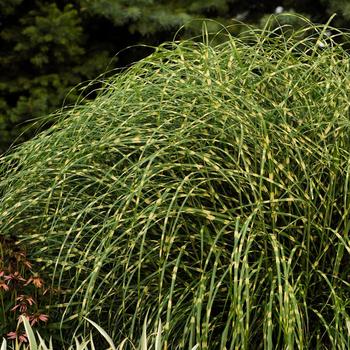 Miscanthus sinensis - 'Little Zebra' Maiden Grass Miscanthus sinensis - 'Little Zebra' Maiden Grass