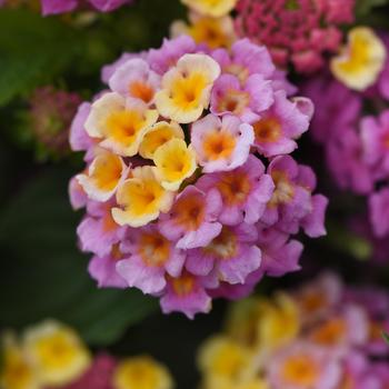 Lantana camara - Lucky™ 'Pink' Lantana camara - Lucky™ 'Pink'