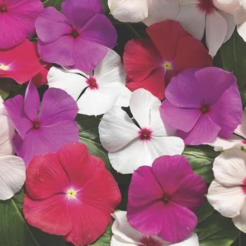 Catharanthus roseus (Vinca) - Cora® 'Cascade Mix' Catharanthus roseus (Vinca) - Cora® 'Cascade Mix'