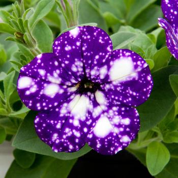 Petunia - Headliner™ Night Sky Petunia - Headliner™ Night Sky