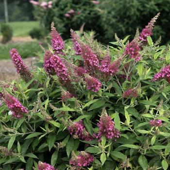 Buddleia davidii (Butterfly Bush) - Dapper® Pink Buddleia davidii (Butterfly Bush) - Dapper® Pink